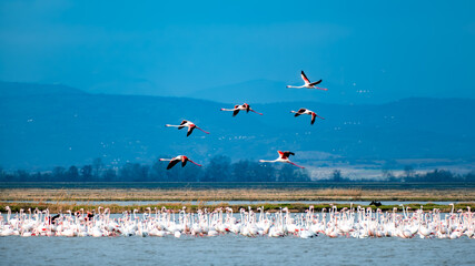 The scenery of wetland with flamingos - obrazy, fototapety, plakaty