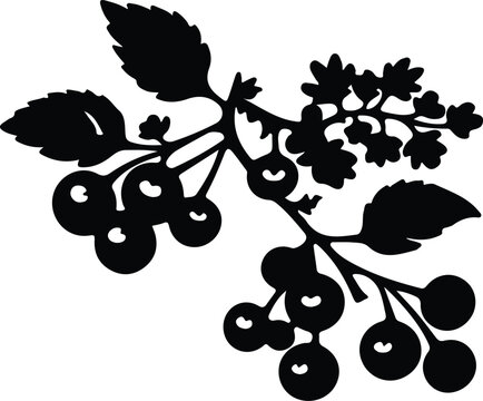 black berries and leaves on white background clip art preview