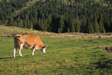 Fototapeta na wymiar Brown cow grazing on meadow in mountains. Cattle on alpine pasture.
