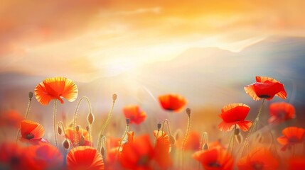 Fototapeta premium Vibrant Sunset Illuminating a Field of Scarlet Poppies in Full Bloom
