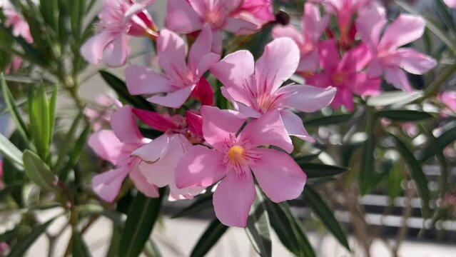 Branch with pink oleander flowers closeup