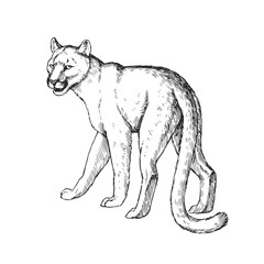 Vector hand-drawn illustration of cougar in engraving style. Sketch of wild American animal isolated on white.