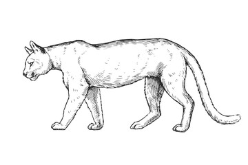 Vector hand-drawn illustration of cougar in engraving style. Sketch of wild American animal isolated on white.