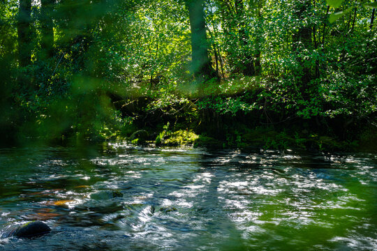 river in the forest Guarda