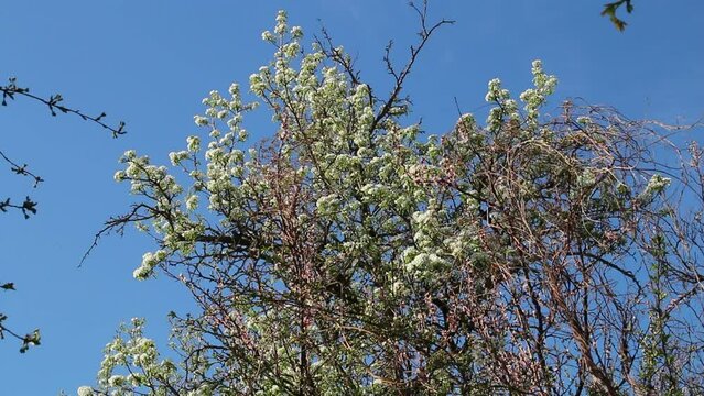 A tree with white flowers