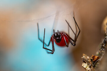 Red spider 2