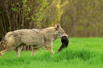 Urban wildlife a photograph of a coyote walking across a vacant lot with a black squirrel carried...