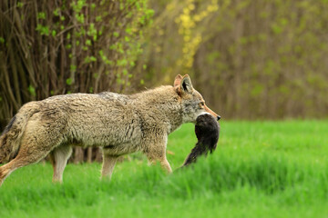 Urban wildlife a photograph of a coyote walking across a vacant lot with a black squirrel carried in its mouth