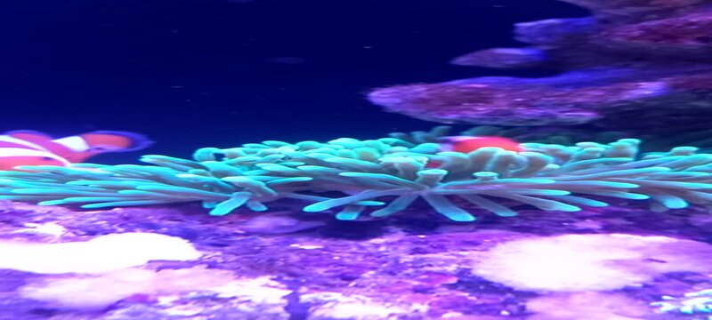 Mutualism nemo clownfish with anemone