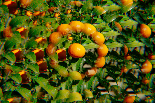 kaleidoscopic image of the branches of a tangerine tree