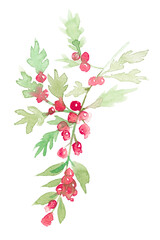 Winter png redberry plant watercolor in redseasonal graphic