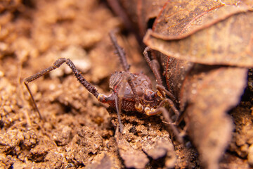 spider on the ground