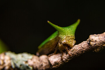 caterpillar on a leaf