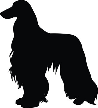 recommend clip art: Afghan Hound silhouette