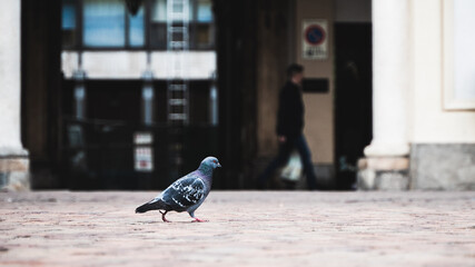 Pigeon and human walking simultaneously in the city