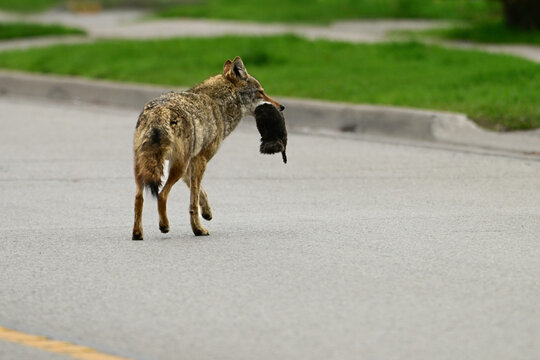 Urban wildlife a photograph of a coyote walking across a paved city street with a squirrel in its mouth