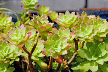 Covered with drops of water shining in the sunlight, the succulent Sedum palmeri from the Crassulaceae family