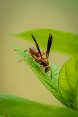 Wasp
