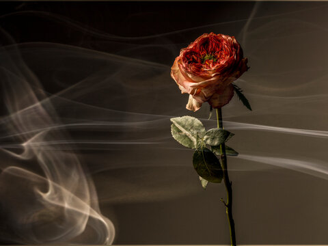 Smoking Rose Images – Browse 401,166 Stock Photos, Vectors, and