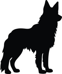 Obraz premium Belgian Tervuren silhouette