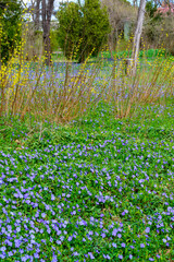 Vinca is a genus of flowering plants in the family Apocynaceae