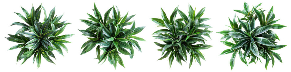 houseplant greenery top view isolated on white or transparent background png cutout clipping path