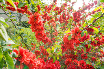 Closeup of flowering of Japanese quince or Chaenomeles japonica tree in spring