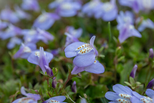 creeping mazus flowers