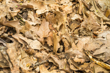 Dry leaf litter or organic waste from fallen leaves on the ground during summer