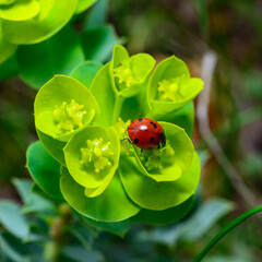 Ladybird beetles eating on a flower blue myrtle spurge, broad-leaved glaucous-spurge (Euphorbia myrsinites)