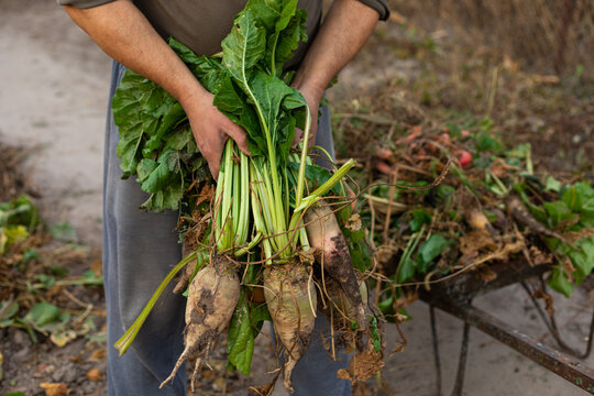 harvest in the hands of a farmer