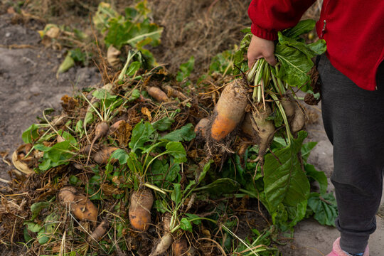 turnip in woman's hand