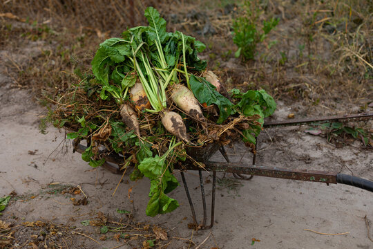 beetroot in a cart