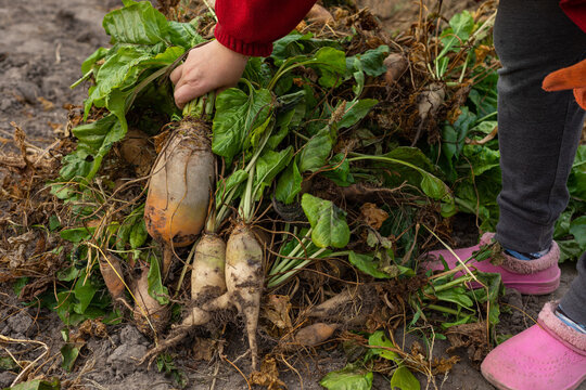 farmer laying beet
