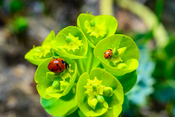 Ladybird beetles eating on a flower blue myrtle spurge, broad-leaved glaucous-spurge (Euphorbia...