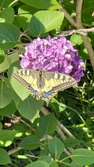 butterfly on a flower