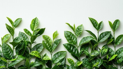 Top view, close-up of high-resolution Oolong tea leaves on a white background. - obrazy, fototapety, plakaty