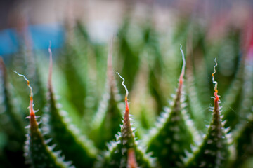 Closeup macro shot of Lace Aloe or Aristaloe aristata, abstract white lacy patterns on the green pointed leaves