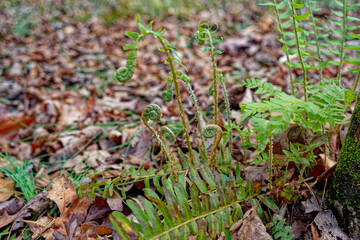 Emerging ferns in the forest