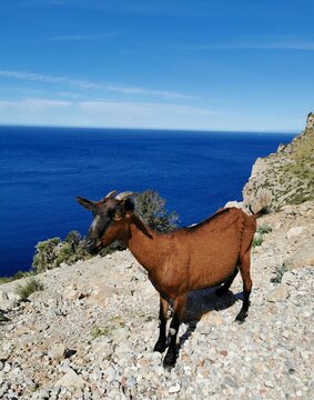 Ziege an der Küste Mallorcas