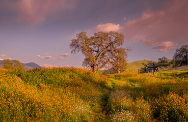 Landscape with wildflowers, oaks, and clouds