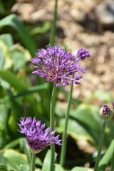 Purple Allium Flower