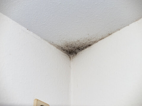 Black mould in a corner of a domestic room. Dangerous and unhealthy problem due to mistakes in the construction of the building. Water and moisture in the house wall.