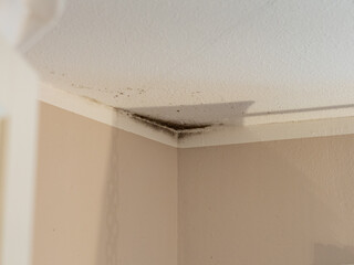 Toxic mold in a corner of a ceiling in a domestic room. Ventilation problem causing a wet interior...