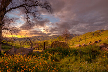 Oak tree in Black and White