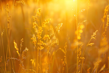 Macro of sunlit meadow - Showcases the beauty of aa sunlit field, with grasses and wildflowers...