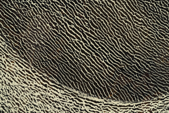 Abstract Formation of Pollen On Water