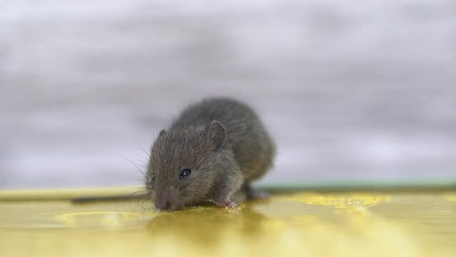 a little mouse is caught in a glue trap and is trying to get out