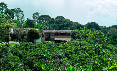 Fototapeta na wymiar Coffee farm in the majestic Andes Mountains around Jerico, Jericó, Antioquia, Colombia.