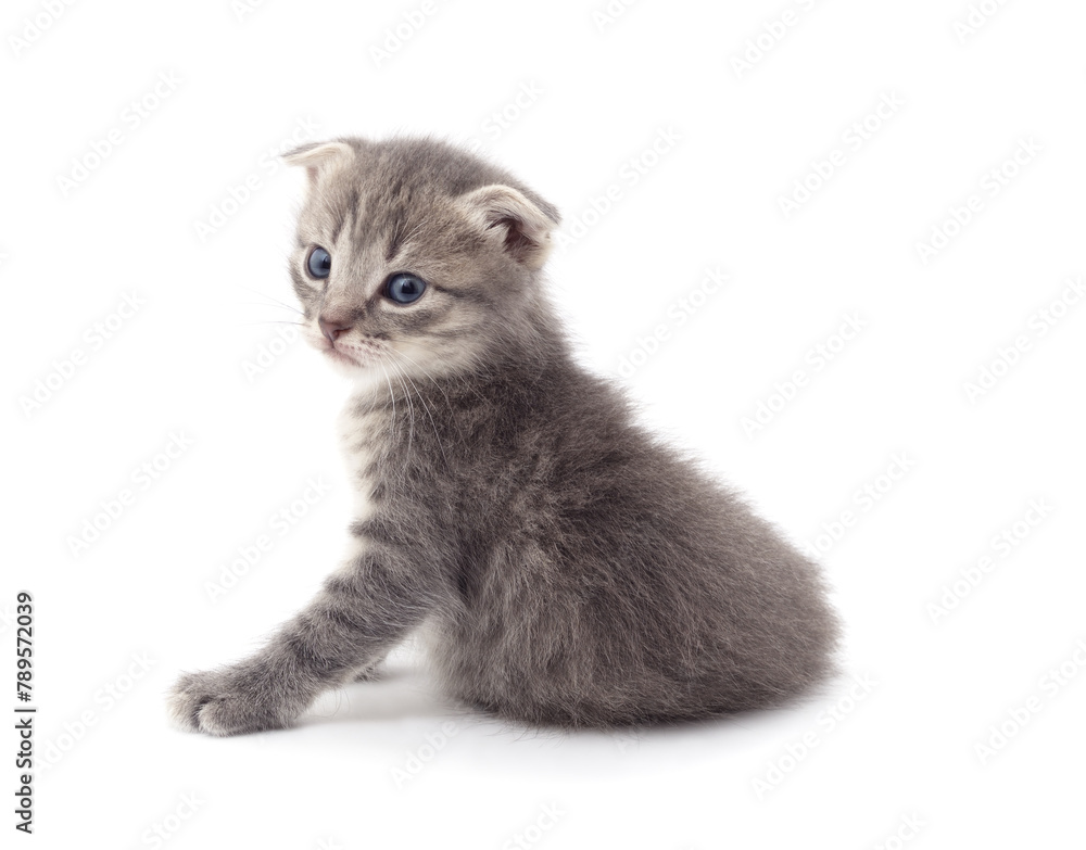 Canvas Prints Little gray kitten .